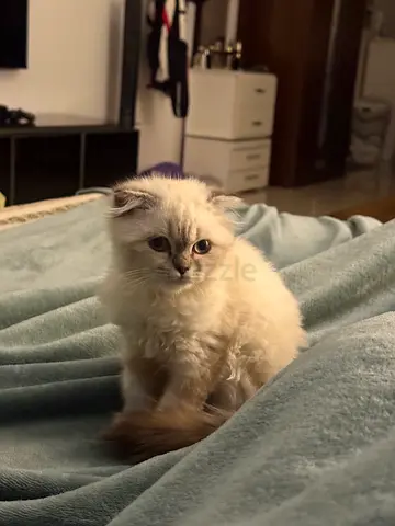 Fluffy Ragdoll fold Kitten - Friendly, Litter Trained