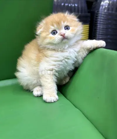 Golden Scottish Fold Long hair