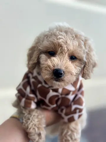 Small cream poodle looking for a new home - friendly and vaccinated