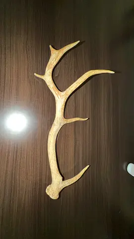 Natural Deer Antler Shed - Decorative Collectible