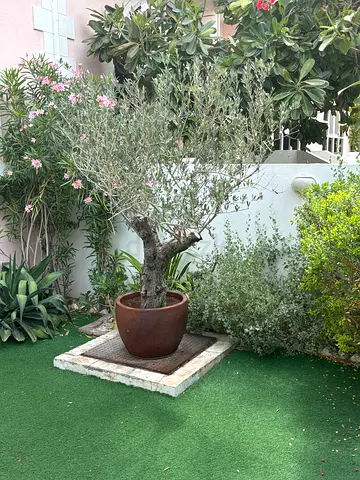 Mature olive tree