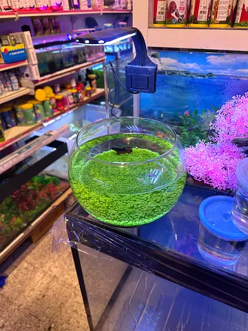 Small Glass Aquarium Bowl with Live Green Plants - Ready Setup (without fish)