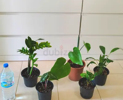 Take all 5 easy to take care  indoor plants   60 dhs only       Collect at Discovery gardens