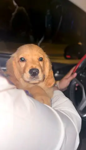 British Golden retriever puppy 10 weeks OLD