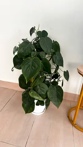 Indoor Parlor Palm (Areca-type) in White Pot - Good Condition