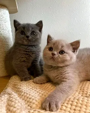 British shorthair kittens