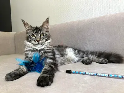 Adorable Maine $%! kittens looking for a loving home — playful and friendly