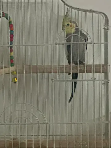 Want to give our Cockatiel bird to a new home.