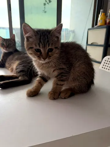 Beautiful well trained tabby kittens for good homes