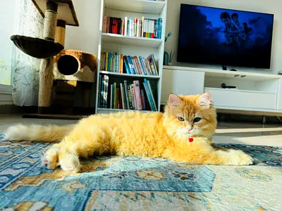 Persian cat for free adoption | 1.5 years old | All amenities included