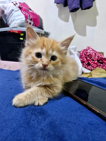 Adorable Kittens for adoption