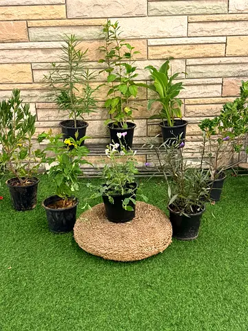 COMBO OFFER: 08 OUTDOOR PLANTS – ONLY AED 99 (FREE COD!)