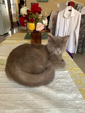 Female British Shorthair Cat - Lilac coloured , 1 year old
