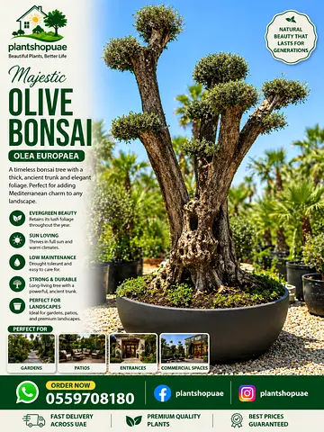 Majestic Olive Bonsai (Olea europaea) - Mature Indoor/Outdoor Accent Plant
