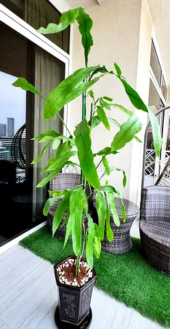 Large Night-blooming cereus (Epiphyllum) plant with occasion white flowers — healthy indoor specimen