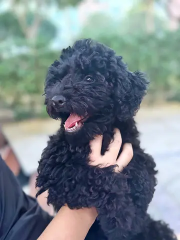 Dog Poodle looking for new home