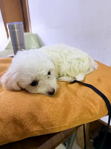 Small white Maltese/puppy — friendly, around 2 months old, for rehoming