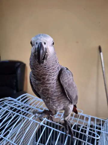 Africa grey well tamed good talking