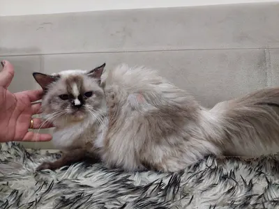 المجاز ٢ شارع جمال عبد الناصر الشارقة