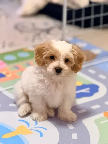 Adorable Maltipoo