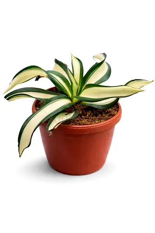 Agave desmetiana “Variegata” – Yellow Variegated Agave Succulent Plant