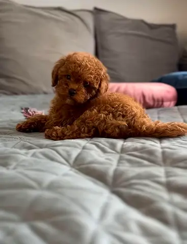 Toy poodle