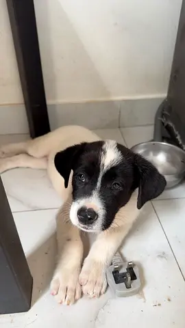 Pets for free adoption