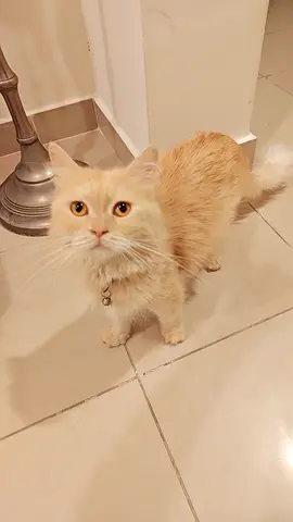 Beautiful Persian cat for free adoption