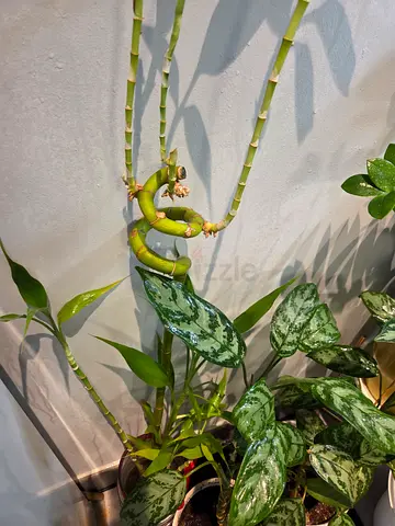 Plants bundle,  tall and healthy with pots included