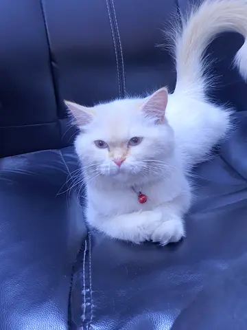 Beautiful Persian cat for gift away