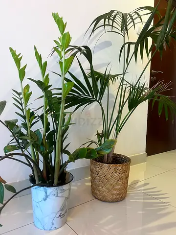 Two Large Indoor Potted Plants with Decorative Planters - Ready to Move