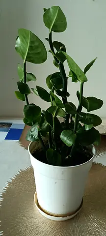 Plant