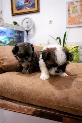 Shih Tzu puppies for new home