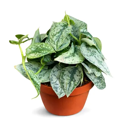 Satin Pothos (Scindapsus pictus) – Premium Indoor Plant