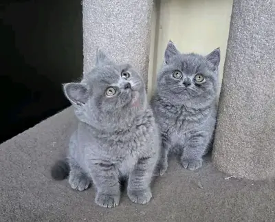Gray British shorthair kittens