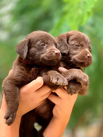 ⭐ Labrador Puppy ️⭐ Very lovely and playful 2-month-old