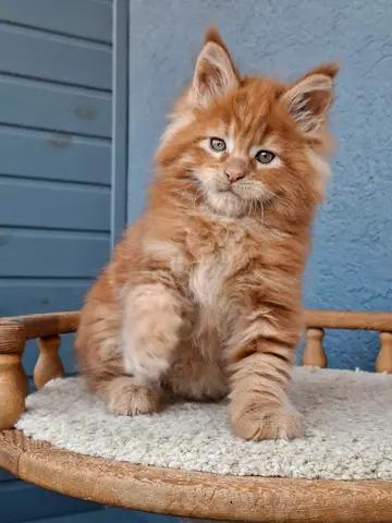 Maine $%! Kittens free for adoption