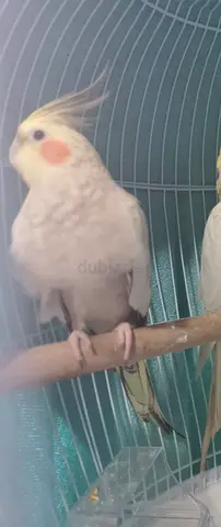 الشارقه شارع جمال عبد الناصر