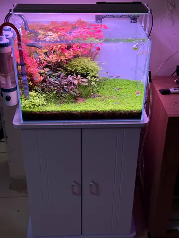 Beautiful Planted Aquarium Setup