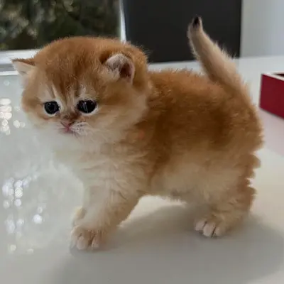 9 weeks old British Shorthair Kitten Available