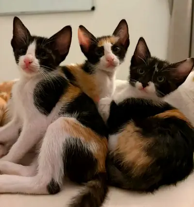 Kittens for free adoption