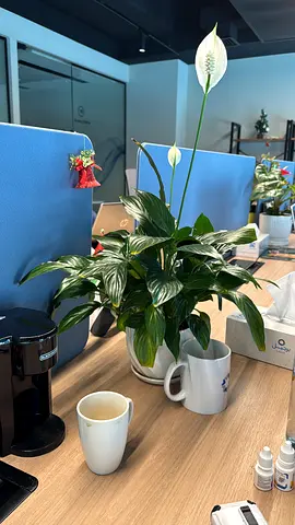Peace Lily plant