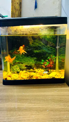 Aquarium full set for sale