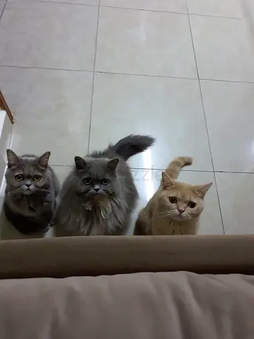 Cats for adoption for free all vaccinated and healthy with passports