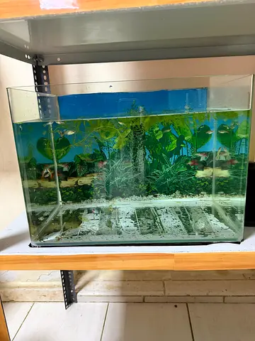 Glass aquarium tank with background - 40cm x 60