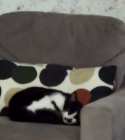 Female cats, 9 months old