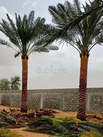 Date palm trees
