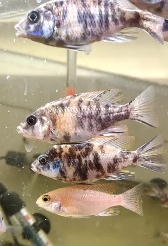 OB Peacock Cichlid Babies Free Adoption