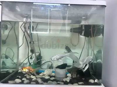 Small home aquarium with filter, heater