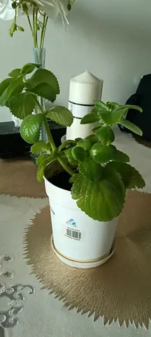 Plant